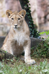 lion cub panthera leo