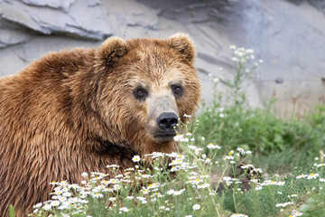 Obraz premium brown bear cub