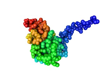 BTB domain from promyelocytic leukemia zinc finger protein (PLZF). Space-filling molecular model. Rendering based on protein data bank. Rainbow coloring from N to C. 3d illustration