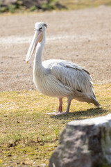 pelican on the sand