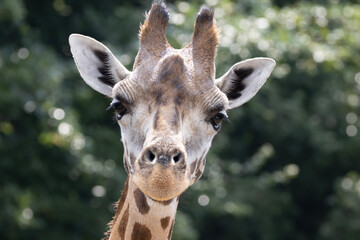 portrait of a giraffe