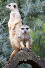 meerkat on guard