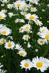 there are a lot of daisies at grandma's in the village