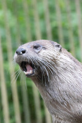 close up of a otter