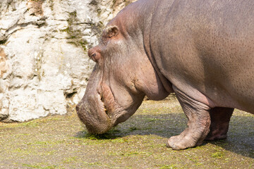hippopotamus in water