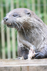 otter in the water