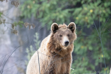 brown bear cub