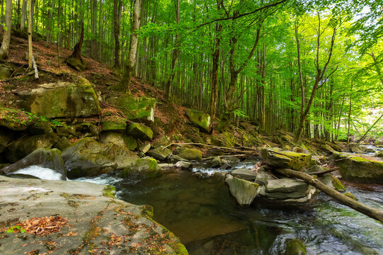 rapid water stream in the park. ancient beech forest in spring. beautiful nature scenery