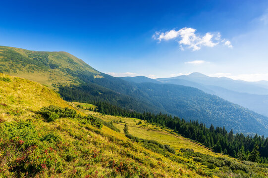 summer mountain landscape in morning light. hoverla peak of in the distance. blue sky with clouds. grassy meadows and forested hills. beautiful views of chornohora ridge of carpathians, ukraine
