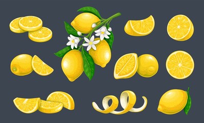 Lemon citrus fruits vector illustration. Whole lemon and yellow fruits on branch with flowers and leaves among lemon halves, peel and cut pieces, isolated