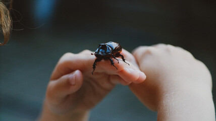 European rhinoceros beetle crawling on arm