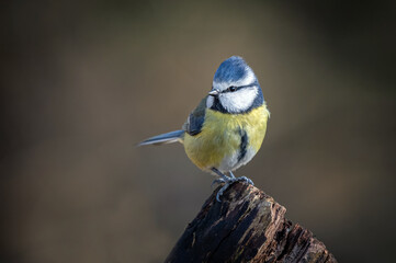 A close up portrait of a common blue tit as it perches on and old tree stump