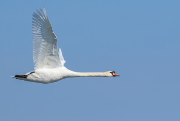 Mute swan, Cygnus olor. A bird flies against a blue sky