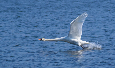Fototapeta na wymiar Mute swan, Cygnus olor. A bird takes off and flies over the river