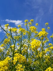 Obraz premium Blue sky over yellow flowers