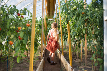 organic food. summer in countryside. growing vegetables in garden in greenhouse. child girl in hothouse with red and green tomatoes