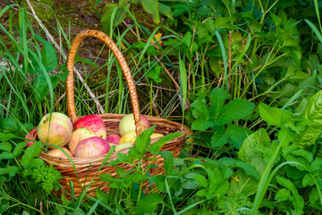 Red and green freshly picked apples in basket on green grass.
