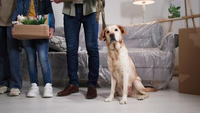 labrador dog wags its tail while sitting next to its owners, portrait of a pet during a move to new apartment or house