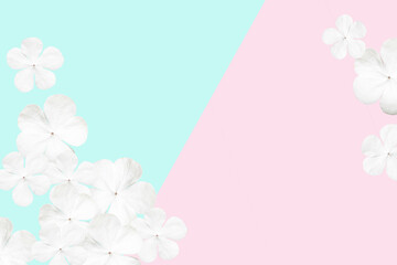 White viburnum flowers on a delicate pastel pink and turquoise background. Beautiful background,  copy space