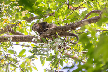 Beautiful Sulawesi bear cuscus aka Sulawesi bear phalanger (Ailurops ursinus) in the Tangkoko nature reserve on the Indonesian island of Sulawesi