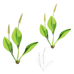 Vector flower herb plantain with leaves and inflorescences isolated on white background Ophioglossum vulgatum