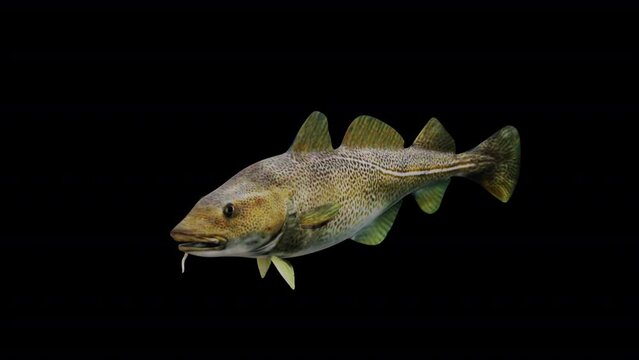 Atlantic Cod Fish View From Front Side, animation.Full HD 1920&times;1080.05 Second Long.Transparent Alpha video.LOOP.