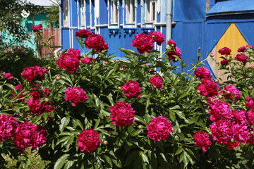 Purple peonies flowers in garden, summer blossoming in Suzdal town, Vladimir region, Russia. Russian countryside nature. Red peony bloom. Peonies blossom. Wooden house with ornamental windows, frames