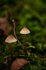 Thin toadstool mushrooms grow on green mossy stump