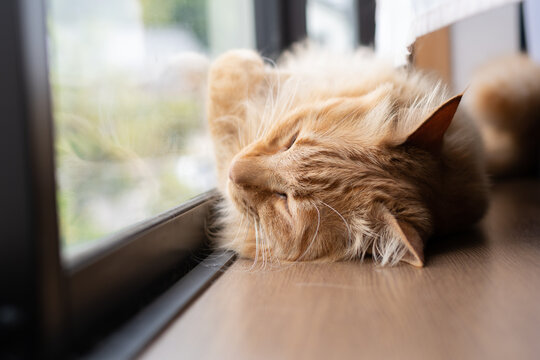 窓辺でくつろぐ猫　茶トラ猫