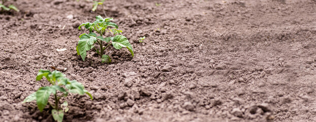 Growing Solanum lycopersicum on bed in raw in field in spring. green seedling of tomatoes growing out of soil. Densely planted young tomato plants ready for planting.