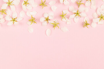 Fresh pink flowers background with white petals, pistils  and bud of apple tree flowers in sunlight as border on pastel pink, top view, copy space. Romantic floral background of springtime season.