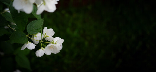 defocused abstract background of jasmine aesthetic flower
