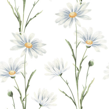 Watercolor seamless pattern with daisies on white.
