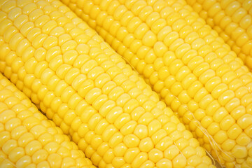 Vegetable background of corn cobs