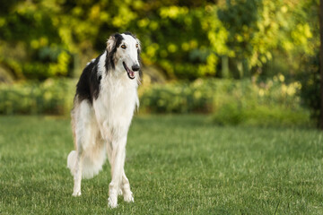 Photo of a full-length Russian wolfhound in the backyard, free space for insertion