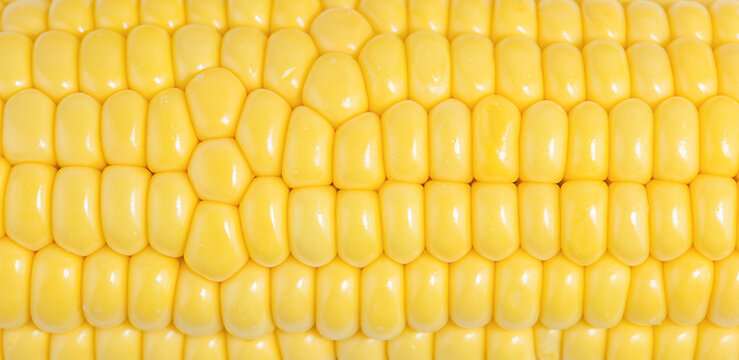 Corn cob close-up. Yellow vegetable background