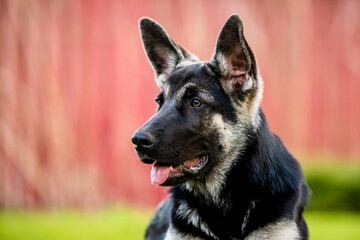 East European shepherd dog lying on the grass in the Park at sunset. careful look.the concept of Pets