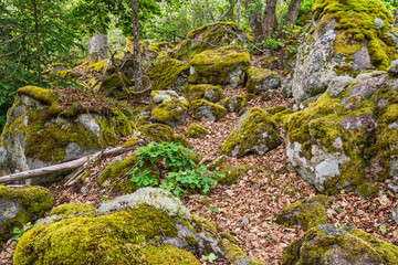 Wald mit Felsen bei Figeholm in Schweden
