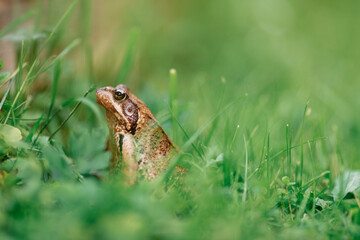 A beautiful frog sits in the grass in the country