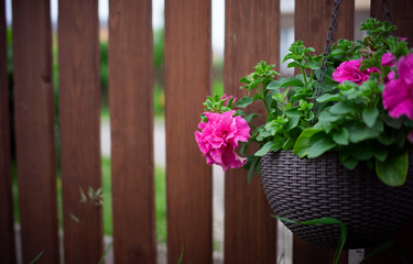 flowers on the fence. View of a wooden picket fence and pink petunias in a plastic hanging planter....