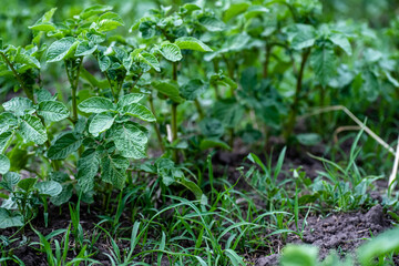 A bed of potatoes in the garden before and after weeding. Grass near young Solanum tuberosum plants. Weed treatment of the field
