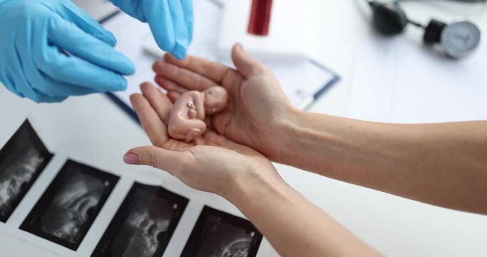 Gynecologist gives woman model of the human fetus in child hand