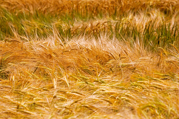 ripe and green wheat bends in the wind in the field on a hot day. Disaster. Harvesting. world...