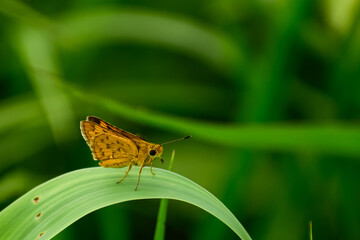 skipper butterfly  on a leaf