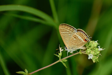 butterfly on a green leaf