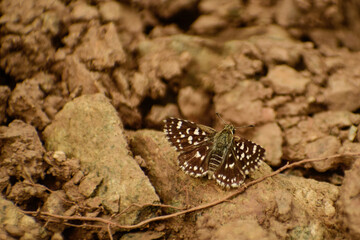 butterfly on the ground