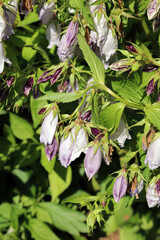 Naklejka premium Close up of Giant Bellflower buds, Derbyshire England 
