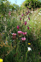 Martagon Lily among wild flowers, Derbyshire England

