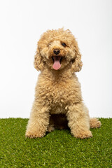 Studio portrait of a small abricot poodle on white background