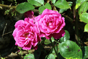Sunlit pink China roses, Derbyshire England
